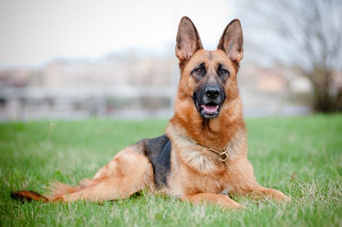 migliori razze di cane taglia grande