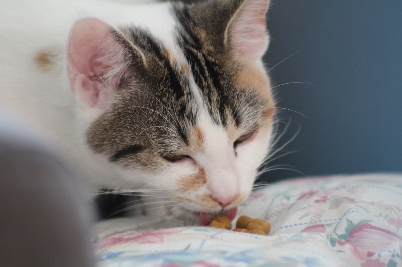 Alimentazione del gatto: qual è la scelta giusta?