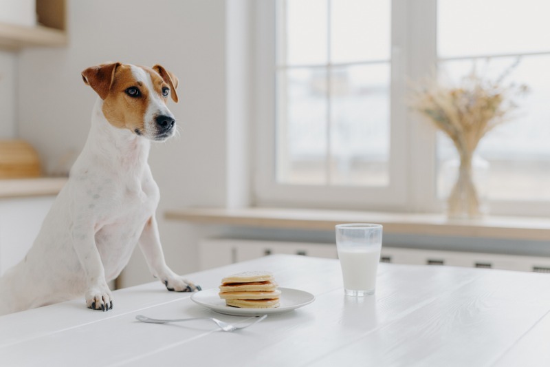 I pro e i contro degli alimenti dei cani