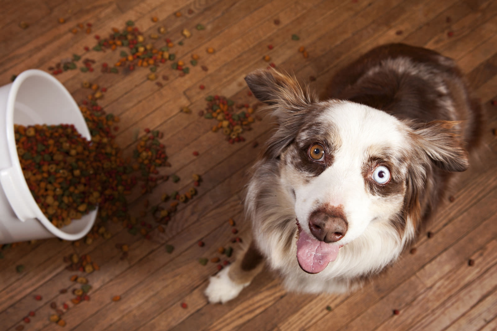 L’alimentazione del cane: gli errori comuni da evitare