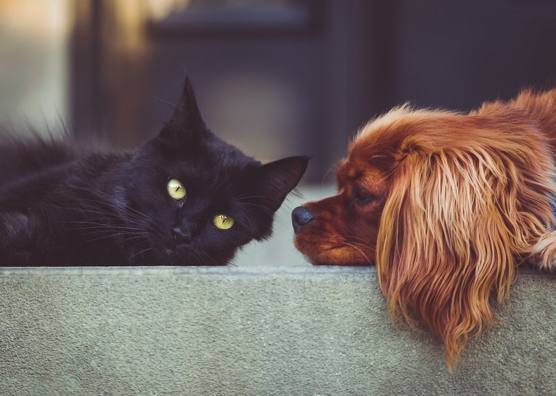 Animale domestico da appartamento: cosa dovreste sapere prima di accogliere un nuovo piccolo amico in casa