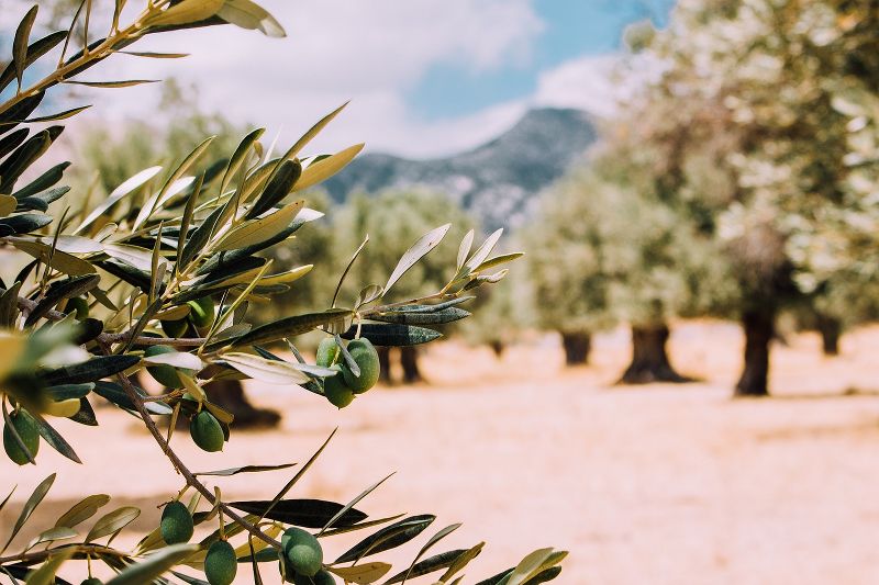 L’importanza dei nutrienti nella concimazione professionale dell’olivo: guida alle tecniche e ai prodotti più efficaci