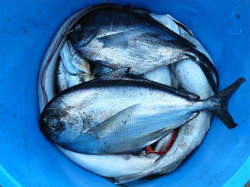 Sicurezza alimentare dei prodotti ittici: come riconoscere il pesce di qualità