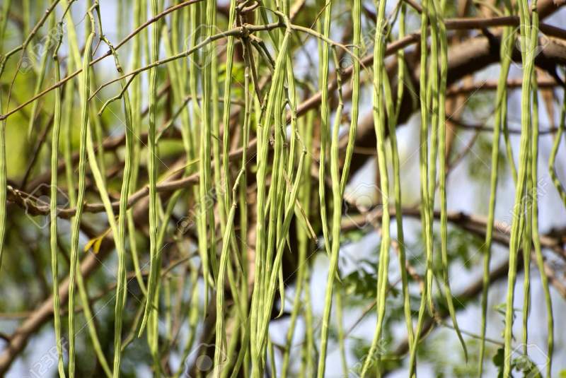 Polvere di Moringa Oleifera; proprietà e valori nutrizionali