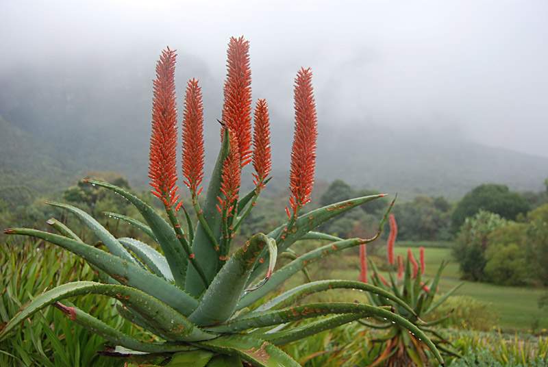 Aloe Ferox