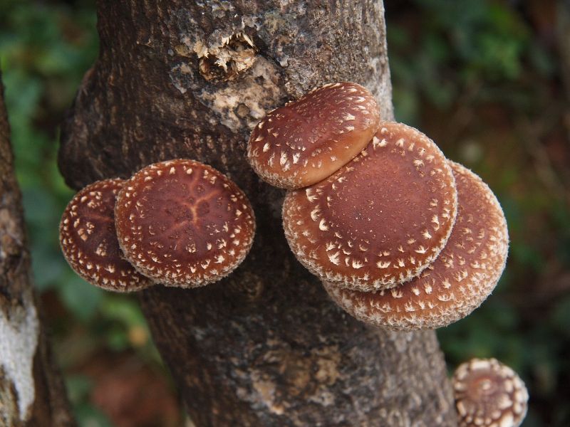 Tutto sul Lentinula Edodes, meglio conosciuto come Shiitake