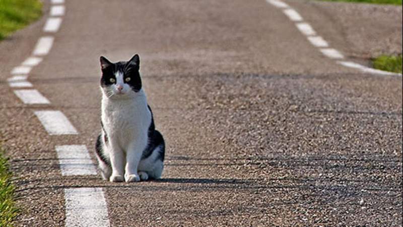 I feromoni del gatto, cosa sono e a che servono 