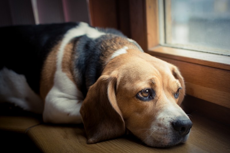 Sverminare il cane: cosa fare e non fare