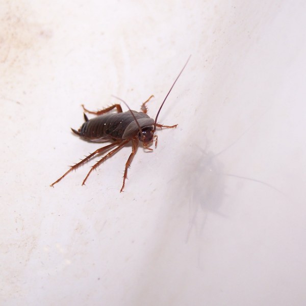 Come capire se hai scarafaggi in casa