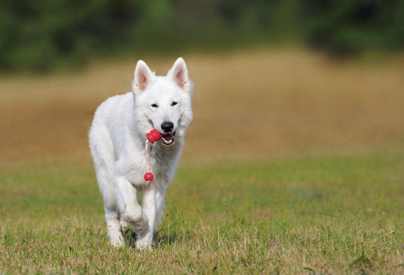 La guida agli accessori per cani adatti a tutte le razze