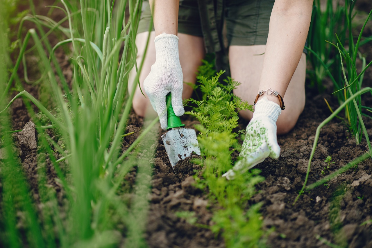 Avviare un orto domestico in primavera